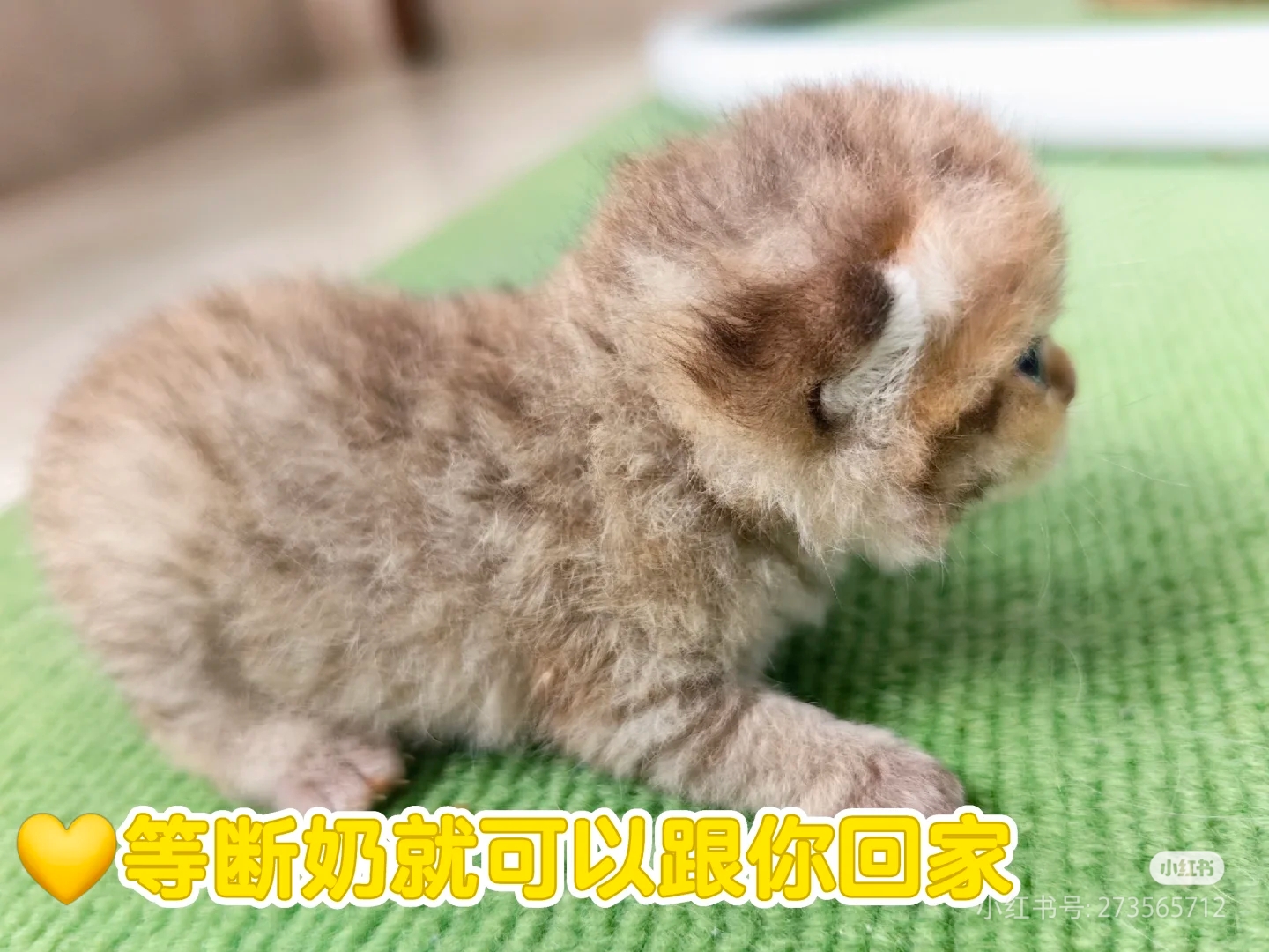 银渐层，金虎斑